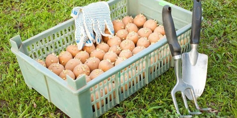 Pravilna obrada krumpira prije sadnje od koloradske zlatice